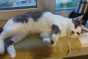 В Заречном разыскивают сбежавшего кота Валеру с улицы Курчатова
