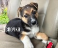 Срочно ищут дом щенки