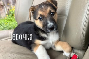 Срочно ищут дом щенки