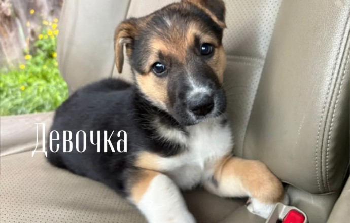 Срочно ищут дом щенки