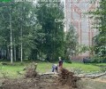 В Заречном началась вырубка аварийных деревьев в зоне благоустройства у Курчатова