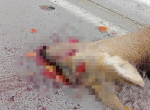 О СБИТОЙ КОСУЛЕ СООБЩАЛИ ЖИТЕЛИ 26 октября