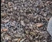 В том, что в мае в водохранилище погибли рыбы и раки, никто не виноват