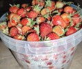 Продам викторию