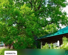 Сысертский дуб возрастом более 150 лет участвует в конкурсе «Российское дерево года»!