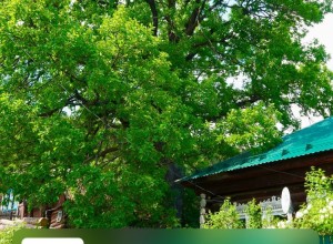 Сысертский дуб возрастом более 150 лет участвует в конкурсе «Российское дерево года»!