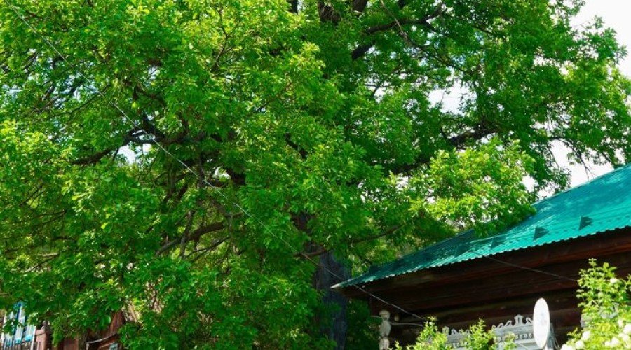 Сысертский дуб возрастом более 150 лет участвует в конкурсе «Российское дерево года»!