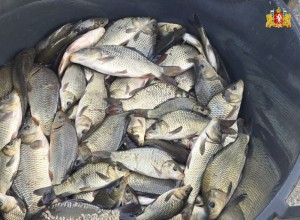 Более 24 тысяч мальков сазана выпущены в уральские водоёмы