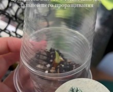 Фикус микрокарпа Альбомаргината, Фикус Индонезия, Алоказия Сильвер дракон