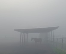 В понедельник Заречный и близлежащие деревни сёла накрыл туман