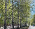 Все берёзки выжили!