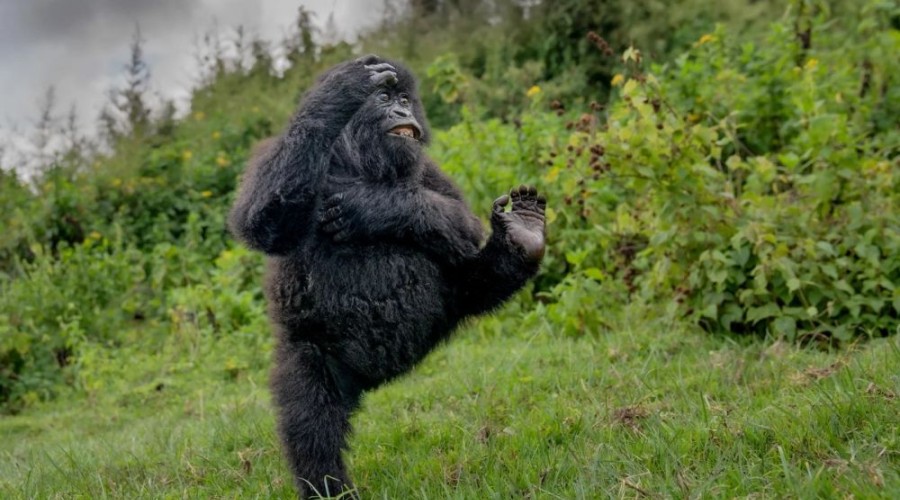В конце декабря подвели итоги конкурса Comedy Wildlife Photography Awards 2025 - самых забавных фотографий дикой природы