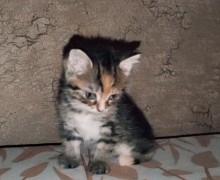 Срочно ищет дом маленькая лапушка Мила