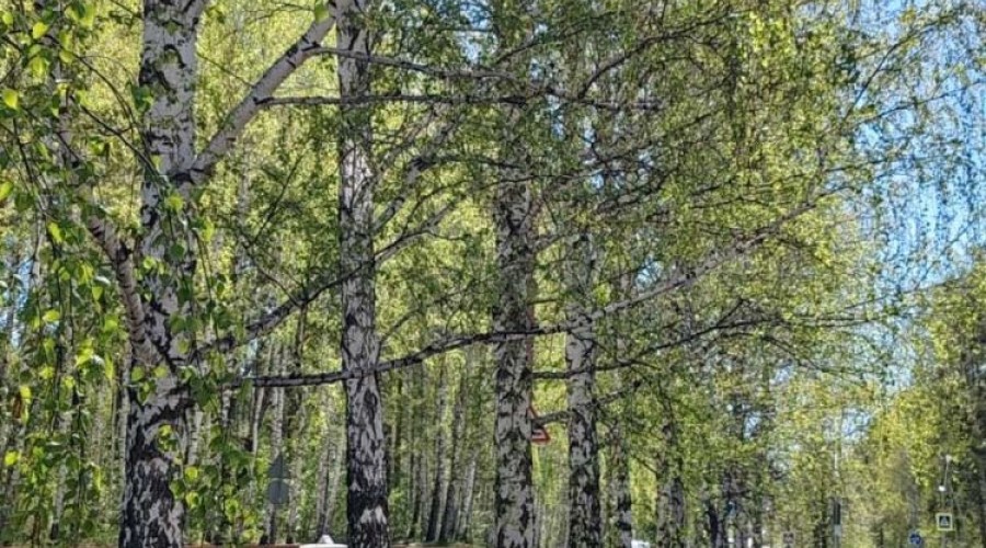 Все берёзки выжили!