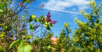 Необычное цветение сирени в Белоярском в конце августа