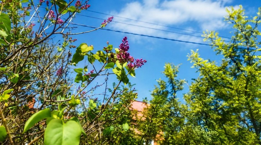 Необычное цветение сирени в Белоярском в конце августа