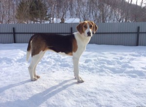 Слово Фемиды: за сбитую охотничью собаку автовладелец заплатит хозяину пса 115 тысяч рублей 