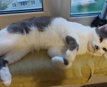 В Заречном разыскивают сбежавшего кота Валеру