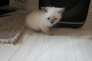 Отдам котят в добрые руки