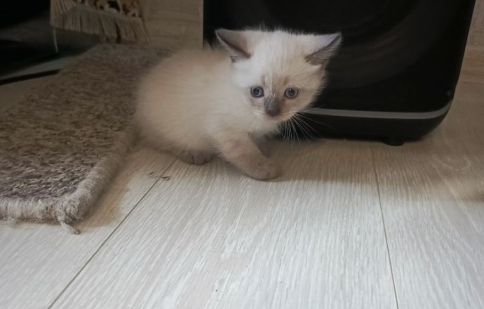 Отдам котят в добрые руки