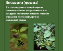 Прогулки на природе: какие растения могут быть опасны для здоровья