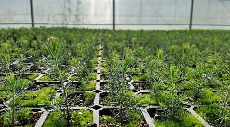 Более 16 миллионов деревьев высадят весной 2024 года для восстановления лесов Свердловской области