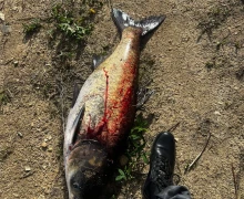 На жителя Екатеринбурга завели уголовное дело за незаконную рыбалку на Белоярском водохранилище