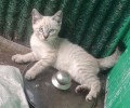 Котята ищут дом
