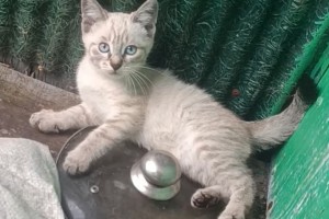 Котята ищут дом