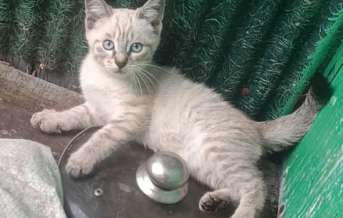 Котята ищут дом