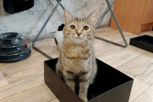 Кошка Леся из Заречного ищет новый дом