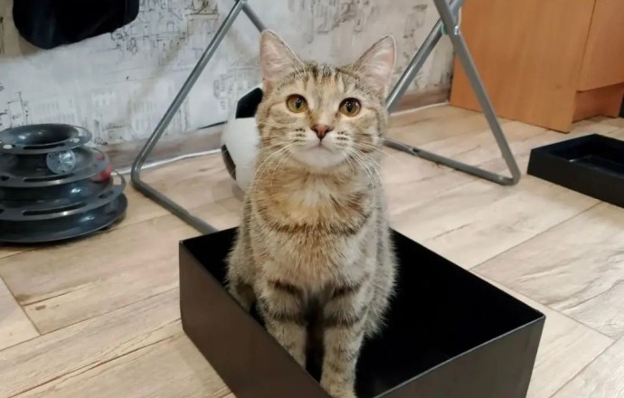 Кошка Леся из Заречного ищет новый дом