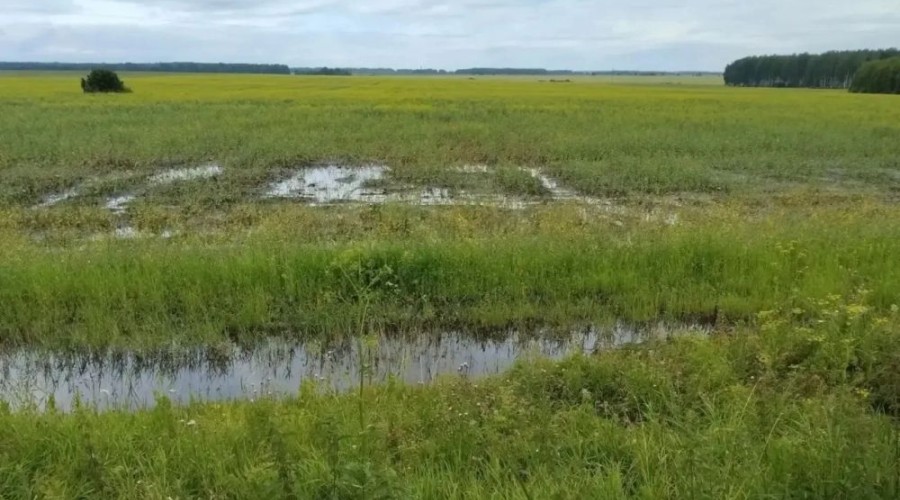 Обильные осадки создают риски для урожая в Белоярском округе