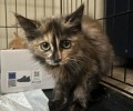 Милые котята ищут заботливых хозяев