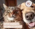 Почему важно защищать домашних питомцев от клещей