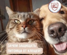 Почему важно защищать домашних питомцев от клещей