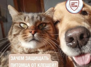 Почему важно защищать домашних питомцев от клещей