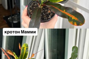 Названия и цены на фото
