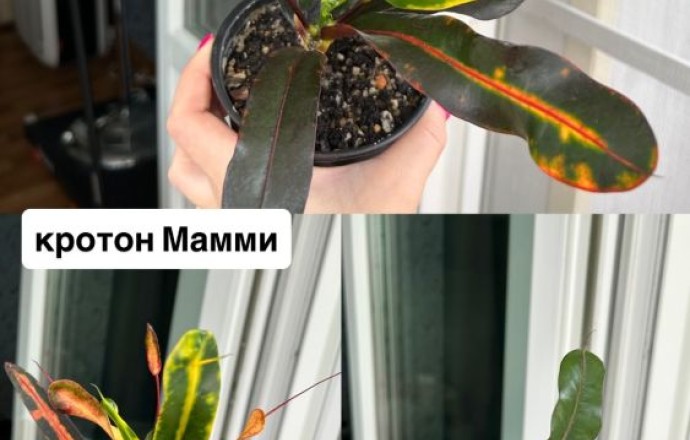 Названия и цены на фото