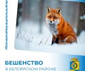 В Белоярском округе зафиксирован случай бешенства
