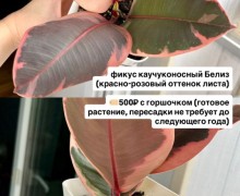 Названия и цены на фото