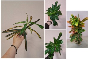 Продам Кротоны