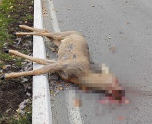 Зрелище не для слабонервных