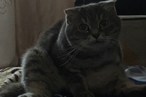 Потерялась кошка в районе 7 школы