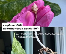 Алоказия Одора батик вариегатная