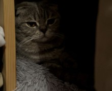 Отдам кошку в добрые руки