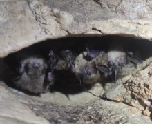 Летучих мышей, занесённых в Красную книгу Свердловской области, возьмут под усиленную защиту