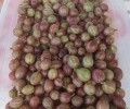 Продам крыжовник