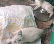Котята ищут дом