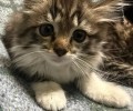 Котята ищут дом